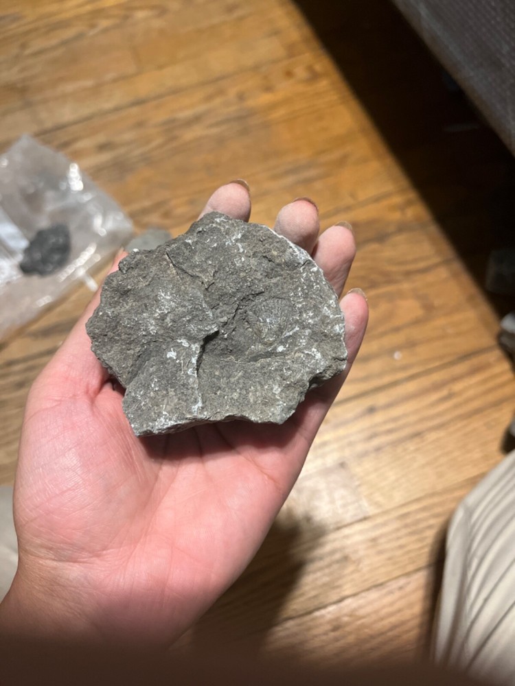 fossil rocks marine creatures