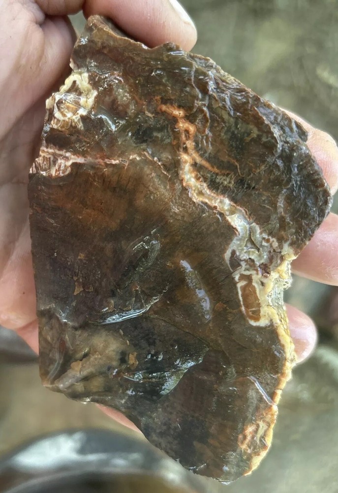 Colorful petrified wood