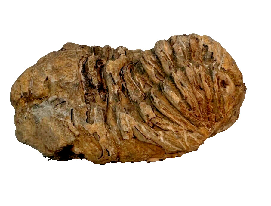 Fossilized Trilobite from Morocco. 72 grams