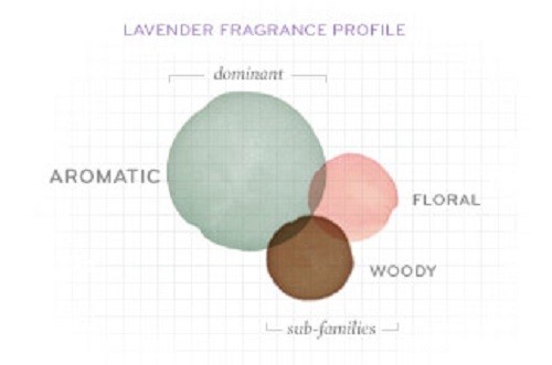 THYMES - Lavender Bath Salts Envelope