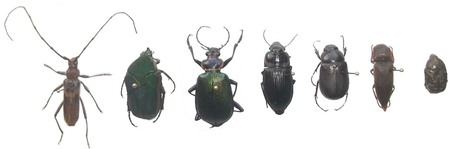 Pinned USA Insect Specimens for Entomology Class Dead Bug Collection Identified!