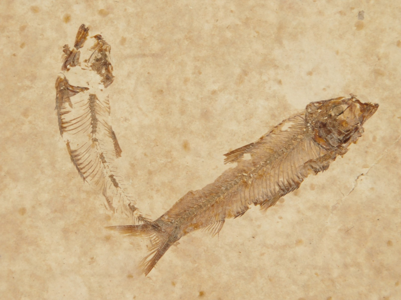 Rock AQUARIUM SEVEN! 50 Million Year Old Knightia FISH Fossils Wyoming 359gr