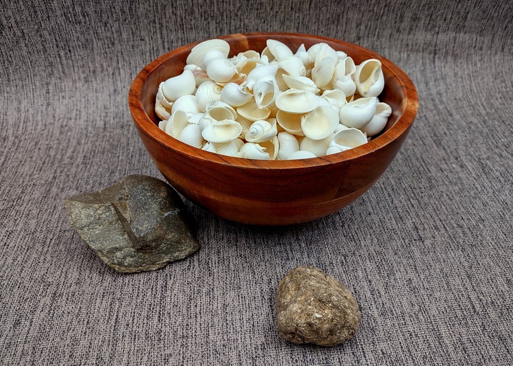 Small White Assorted Seashell Mix (approx. 1 kilogram shells 0.50+ inches)