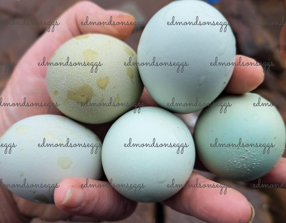 12 Colorful Hatching EGGS.multi Gen Olive EGGER Easter Egger Free Ranging Mix
