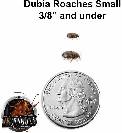 Dubia Roaches Small 3/8" and Under Qty:50-500 Cup USPS Free & FedEx shipping