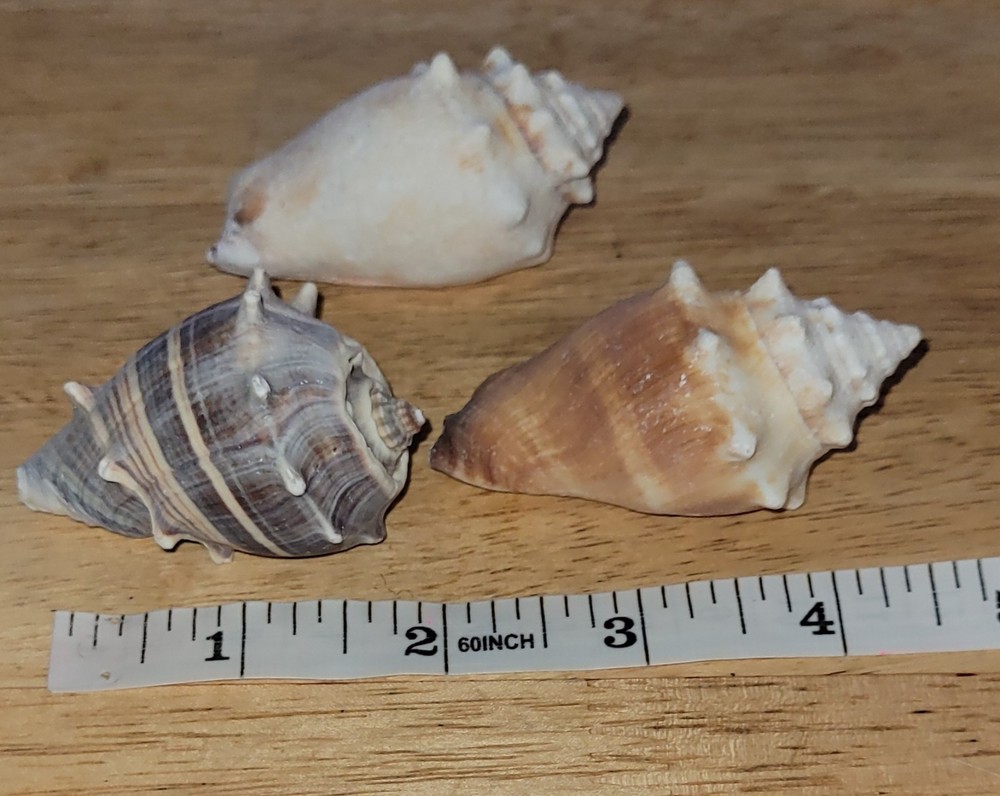 3 Assorted Small 2.5" Seashell/ Conch Shells Decorative