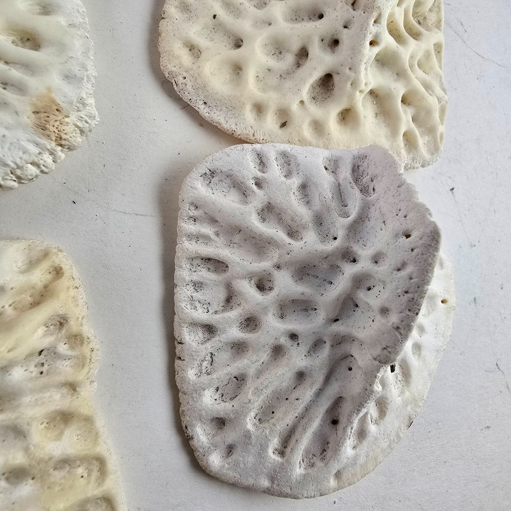 Gator Alligator Back Scute bone bones Bony scutes croc weird Osteoderms white