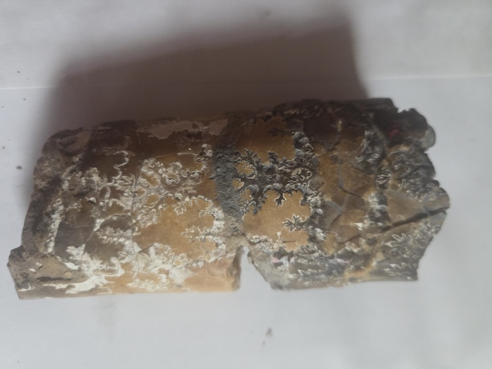 Large Baculite Fossil