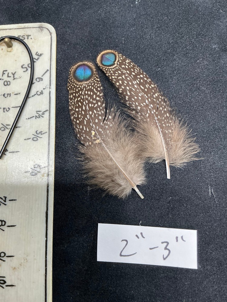 Germaines Peacock Pheasant feathers