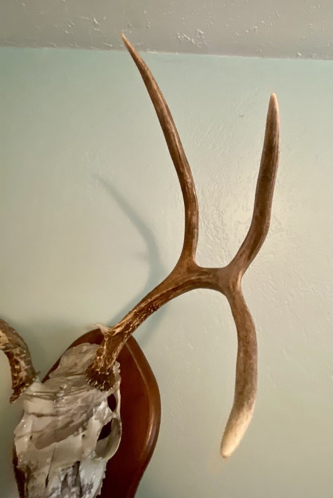 European Mule Deer 3 Point Wall Mount