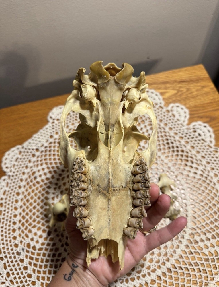 Whitetail Doe Skull And Vertebrae