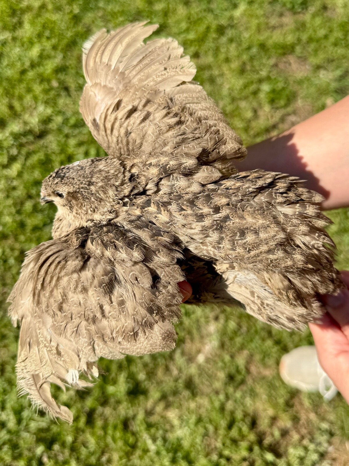 30+ RARE COLORS Coturnix Quail Hatching Eggs NPIP AI Free