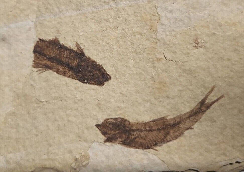 Fish Fossils in Shale