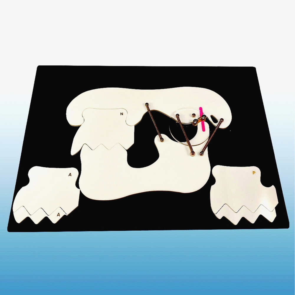 Dental TMJ Dysfunction Syndrome Model Pathology Disease Simulator Board