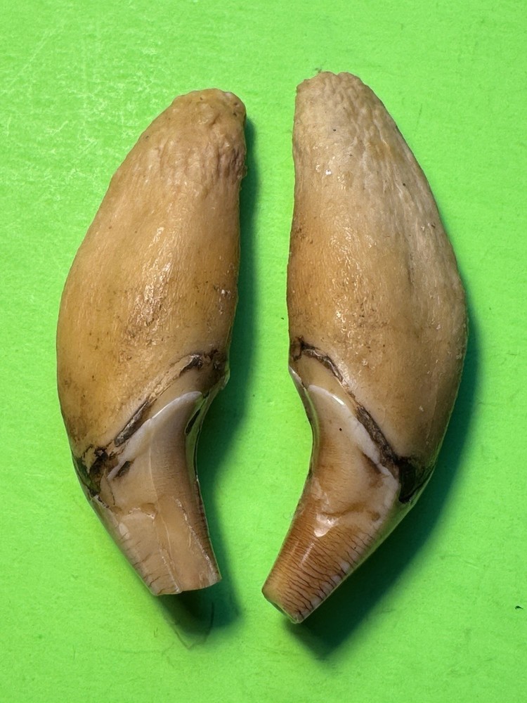 507- Tooth, Teeth, Fox’s Teeth, Coyote’s Teeth