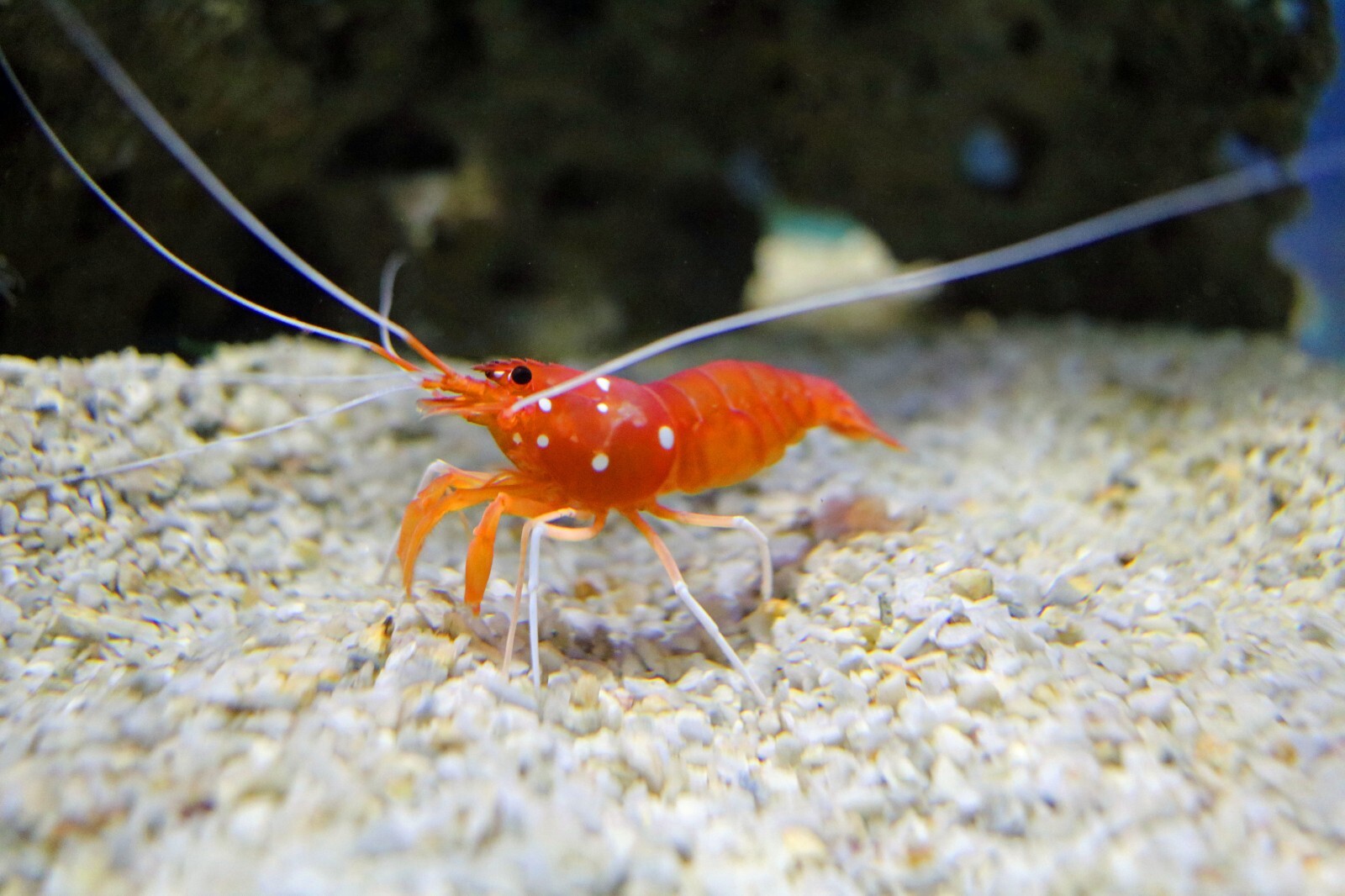 Calcium Feeder Stars & Shells for Shrimp, Snails, Crabs, Crayfish, Tropical Fish