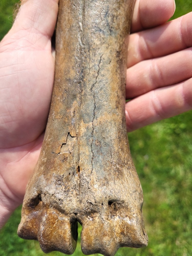 Bison metacarpal Historic bison foot bone