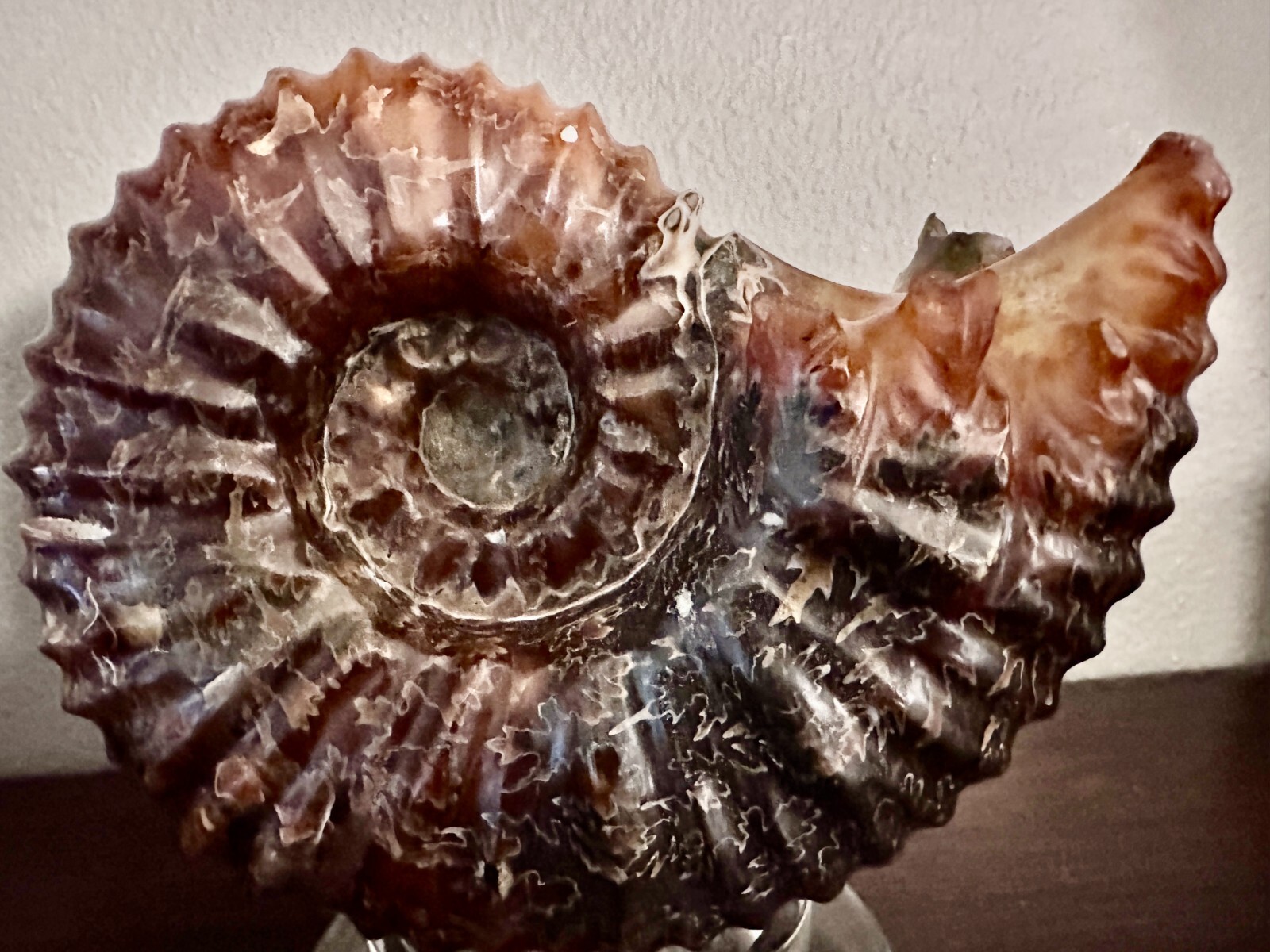 Rare Beautiful "Goat Horn" Ammonite Fossil 3 lb. 5.8 oz. 1526 grams #58