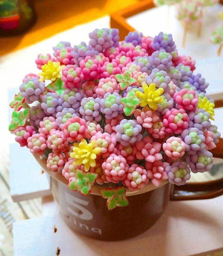 Rare Beauty Succulents Seeds, Mixed 100pcs/pack