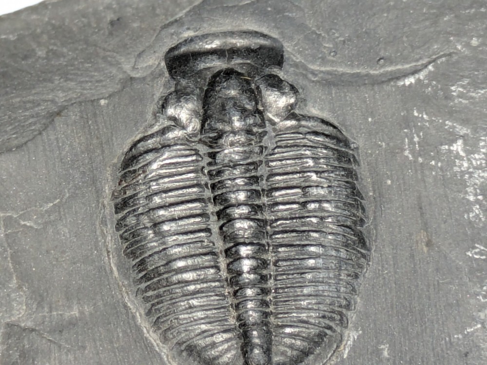 Fossilized Trilobite