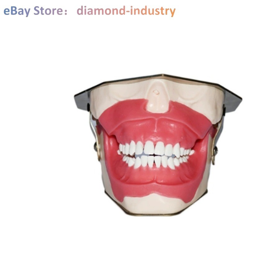 Dental anesthesia, tooth extraction practice dental model tooth simulation model
