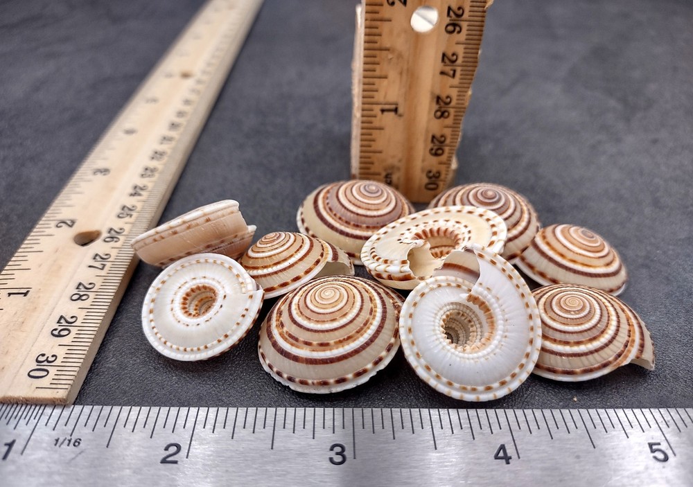 Perspective Sundial Seashells (10 shells approx. 1+ inches) Clear Sundial Shells