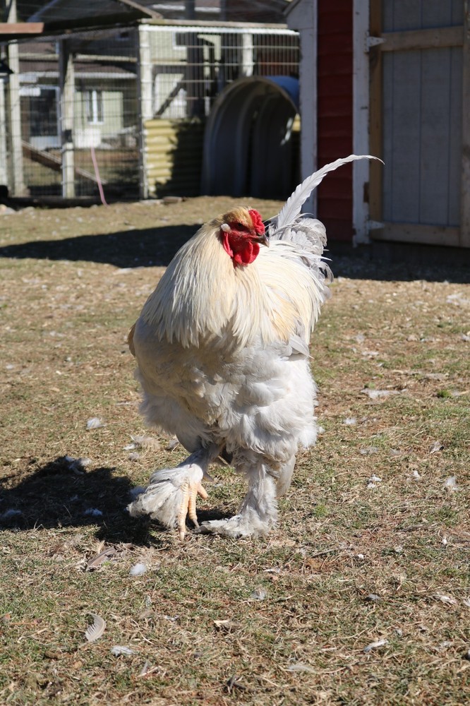 12+ Isabel Large Breed Brahma Hatching Eggs