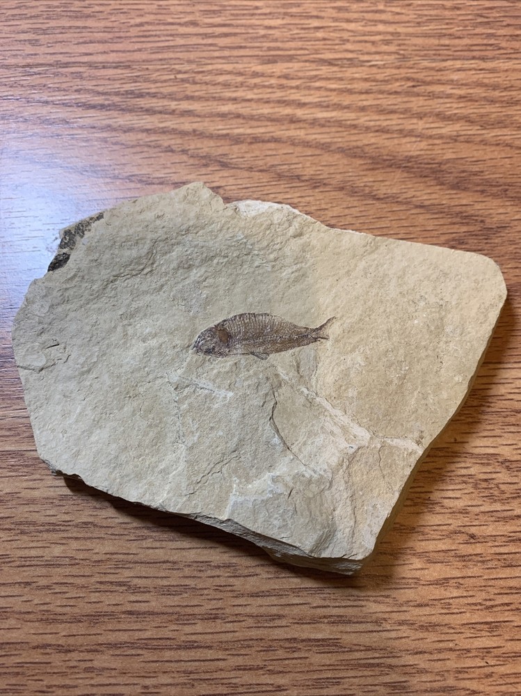 Fish Fossil: River Formation