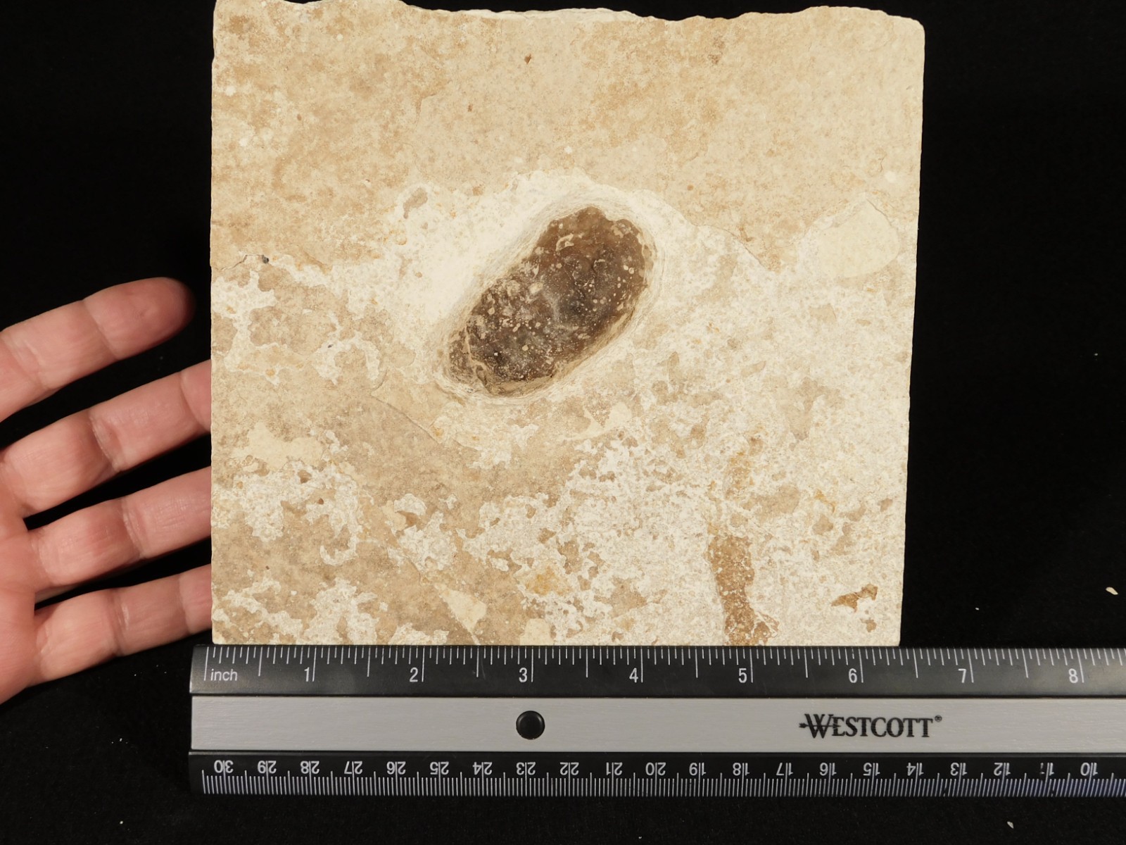 BIG! CROCODILE / TURTLE Coprolite or Fossil Turd From Wyoming 586gr