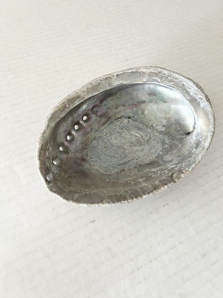 Large Natural Abalone Shell