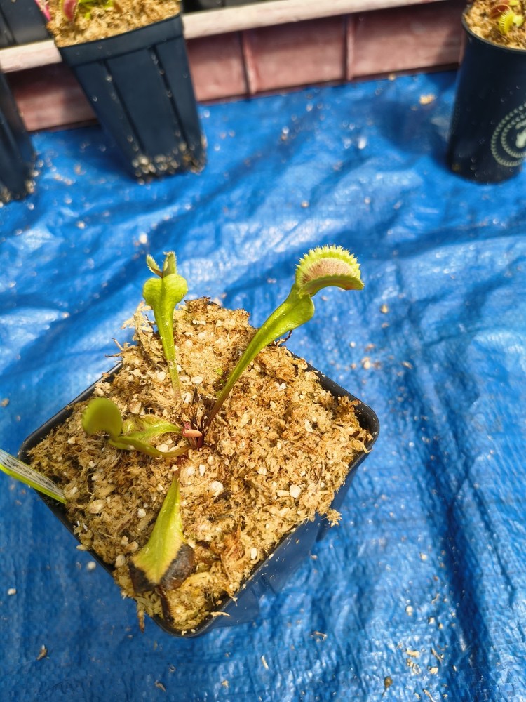 Venus Flytrap GREEK FIRE Carnivorous Plant
