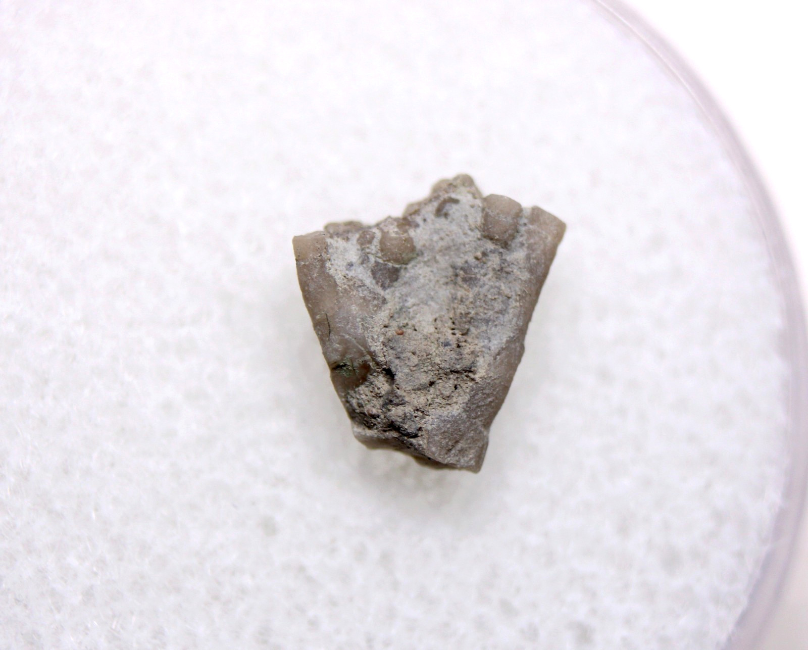 Dendrocrinus Crinoid Fossil Ordovician Kentucky Lexington Limestone