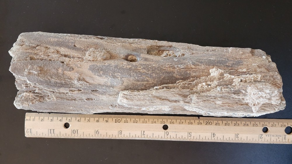 Petrified Wood Very Heavy Nice Definition