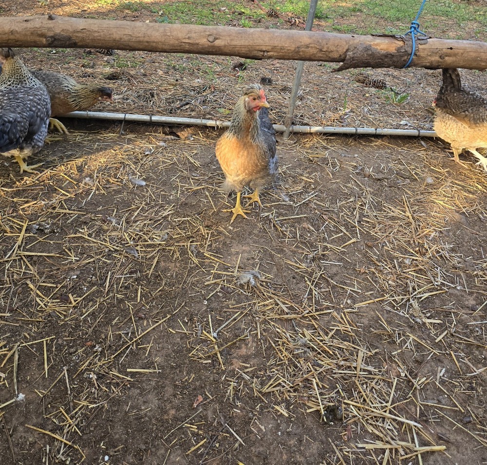 6 + Crest Cream Legbar Hatching Eggs