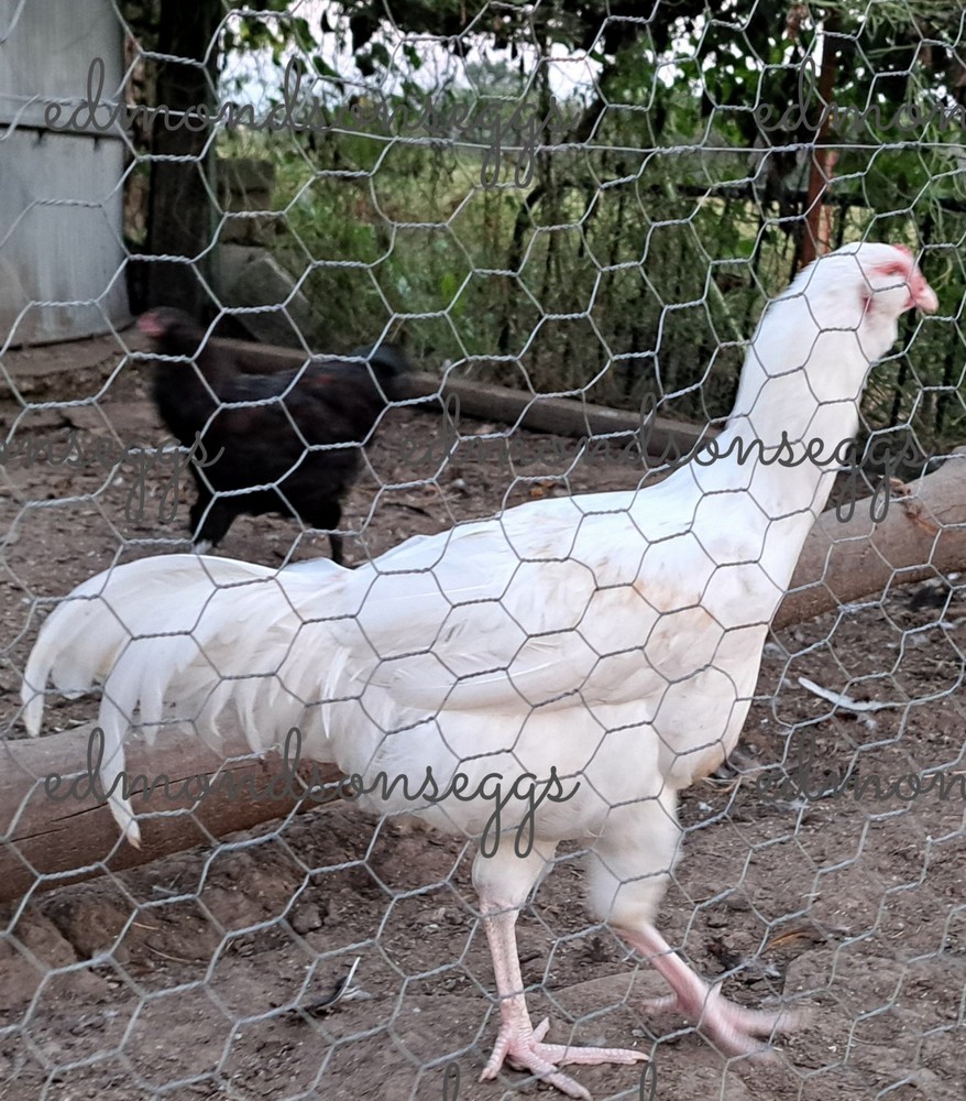12 Colorful Hatching EGGS.multi Gen Olive EGGER Easter Egger Free Ranging Mix