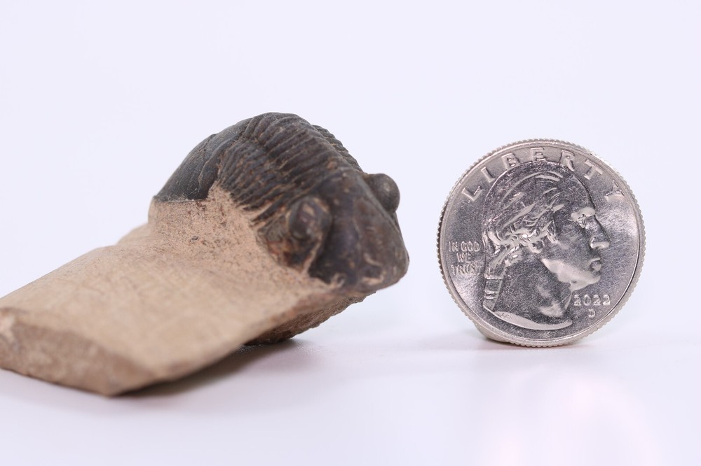 Fossil Trilobite Paralejurus Devonian Morocco COA 5483