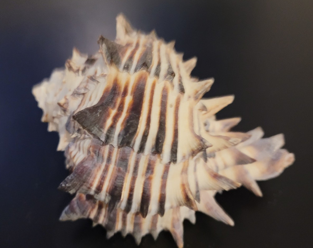 Ramose Murex ramosus Seashell Sea Shell 4" Wide