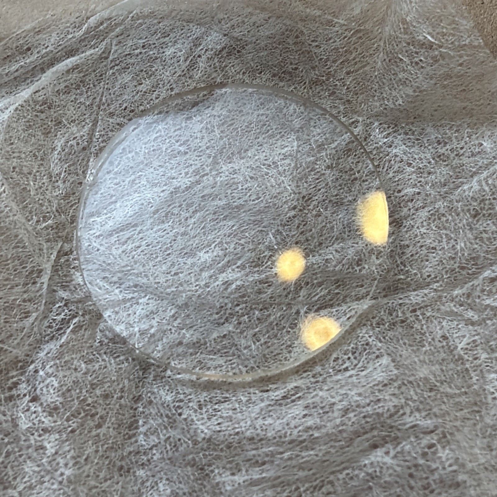 (4) 25.4mm Dia. Optical Windows / Glass. 1.42mm Thick