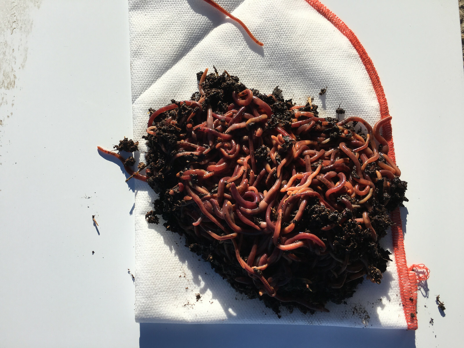 NaturesGoodGuys Live Red Worms 600 Adults - Red Wigglers