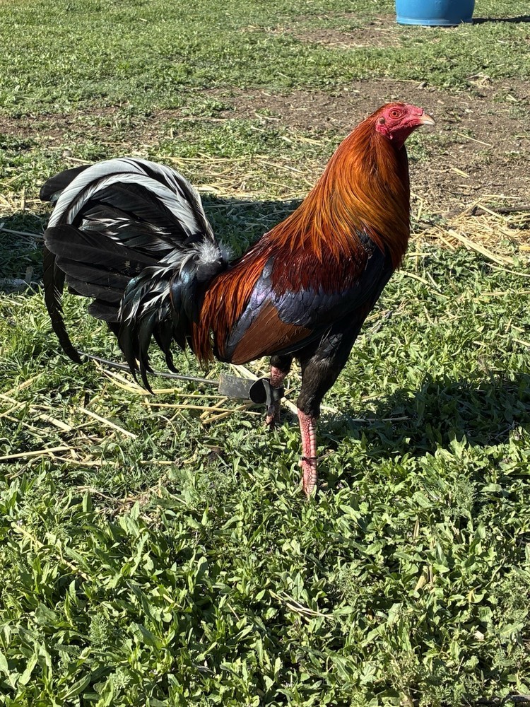 12+ Chicken Hatching Eggs