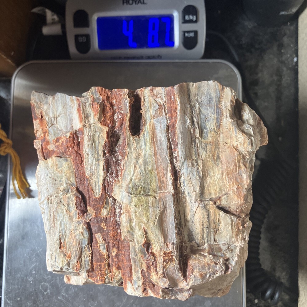 Arizona Petrified Wood