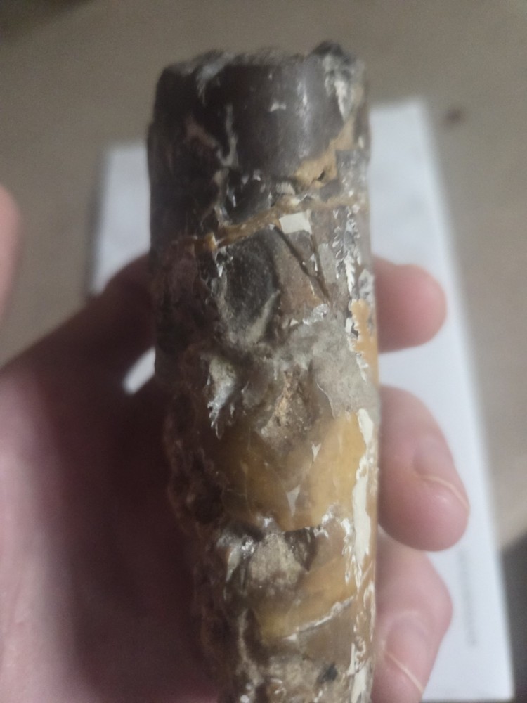 Large Baculite Fossil