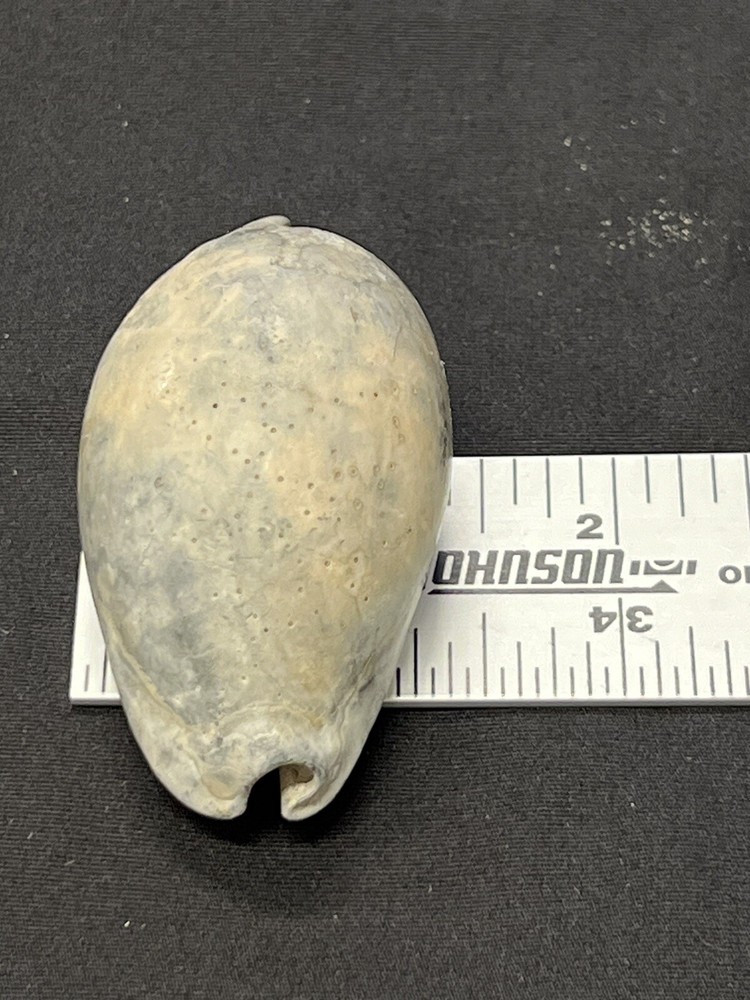 EXTINCT Fossilized COWRIE Shell From Central Florida - Pliocene Era.