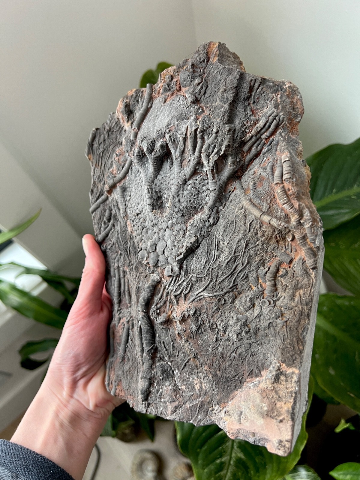 Museum Quality Silurian Crinoid Scyphocrinites (Sea Lily) Fossil Plate - Morocco