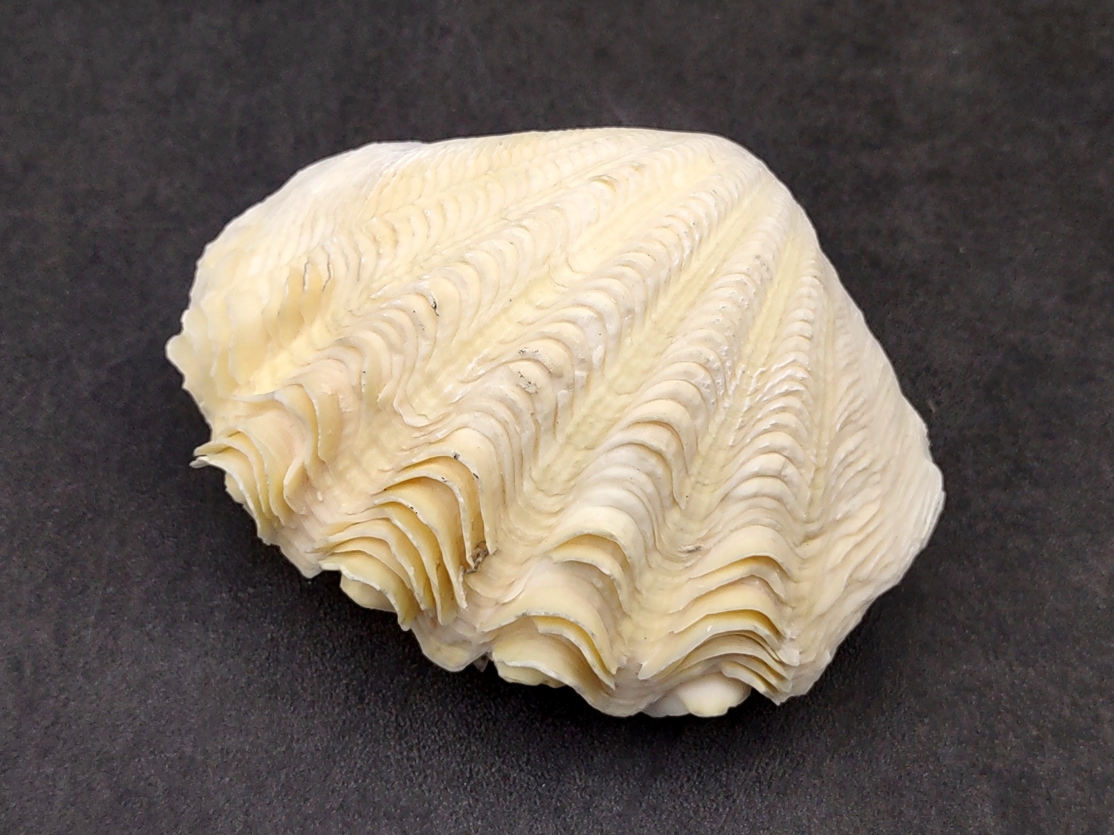 Derasa Clam Seashell White Tridacna Derasa (1 shell approx. 3+ inches)