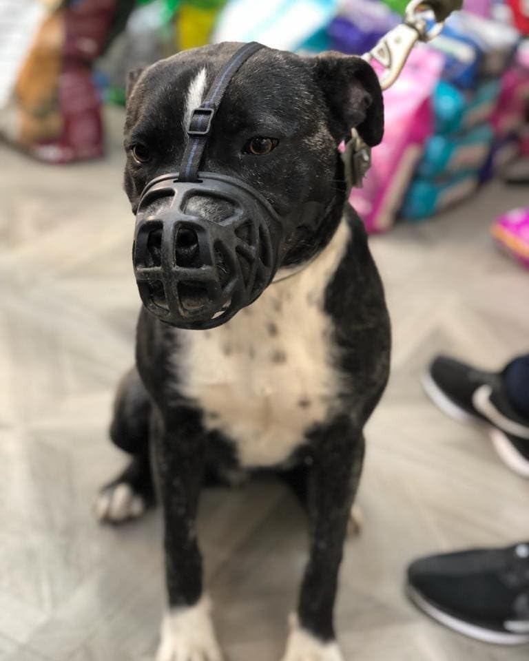 Mayerzon Dog Muzzle, Breathable Basket Muzzles - Size Medium