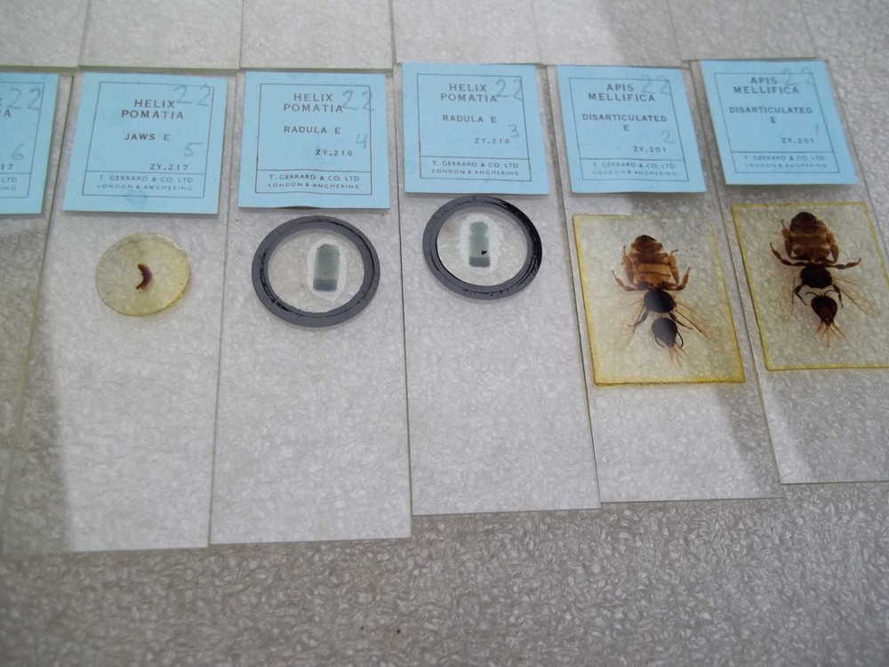 Vintage Glass Microscope Slides -