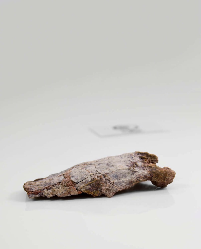 Rare Fossil Fish Cranium From Morocco