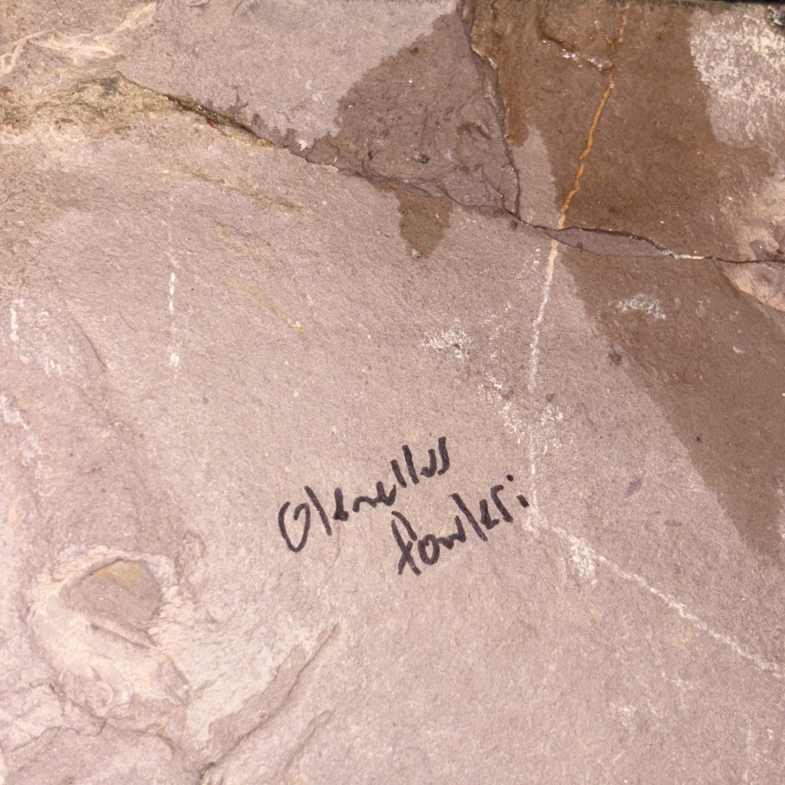 Fossil Trilobite Lower Cambrian Olenellus Fowleri Partial But Huge Red Shale