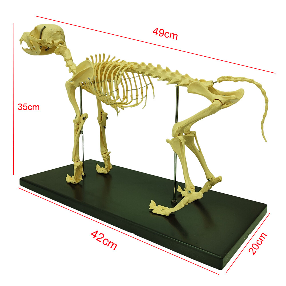 Canine Skeleton model Standard Size Dog Display Lab Study Veterinary Teaching